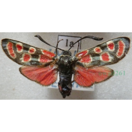 Zygaena carniolica (Scopoli, 1763) Kraśnik rzęsinowiec Czech1a